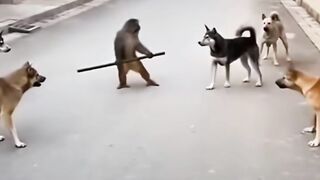 Monkey vs dog gang