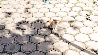 kitten 15