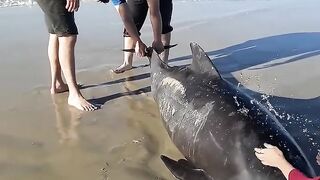 Friends Rush To Save A Stranded Baby Whale