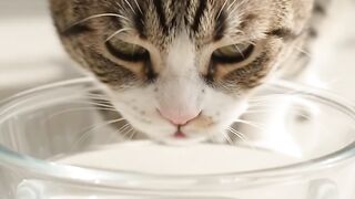 Kucing lucu 93