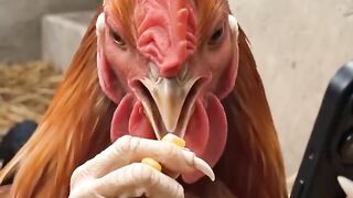 Rooster 6