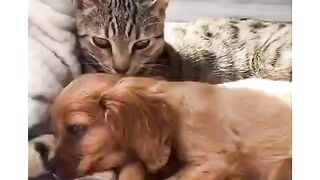 The best friends forever