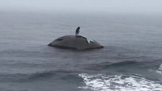 Nice sea