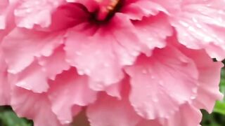 With flower 🌺🌺🌺