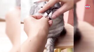 20-MINUTE COMPILATION OF FUNNY CAT VIDEOS THAT WILL MAKE YOU LAUGH