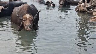 Swimming 21