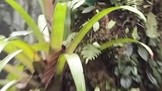 A Stunning Bird Hidden Deep in the Forest 🦚🌿