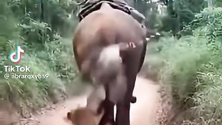 hampir diterkam harimau