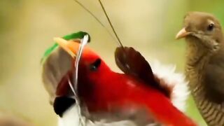 Bird of paradise 2