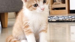 😂 Funniest Cat Moments You Need to See! 🐱