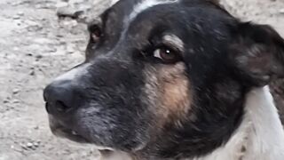 Dog life is  not easy