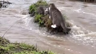 Four kittens stuck on an island and the water still rising