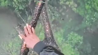 harvesting honey
