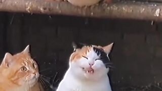 😁😂🤣😳