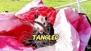 Opossum family trapped in soccer net! Rescued and now they return to visit!😭❤️#opossum