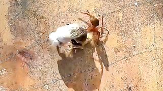Saved homeless bees under a slide! After defeating pests, got liquid gold!😭❤️#beerescue