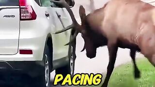 Wild elk blocked cars in desperation! Shed its majestic antler to repay kindness!😭❤️#elk