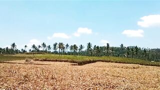 Vast Plantation and Scenic Hills Landscape