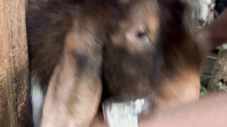 Goat Farm 4