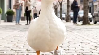 Duck strutting in fashion ❤️