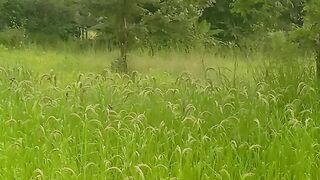 Green nature 4