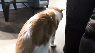 Mwow mwoH, muwah muwah