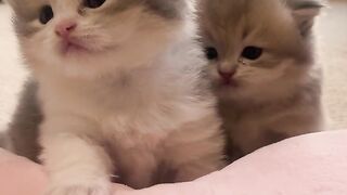 Cuty cat