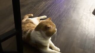 Hrmmm hrmmraw rrm rmmm mm rmraw rmraw mrr mrrawr