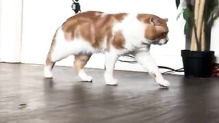 Boss Battle