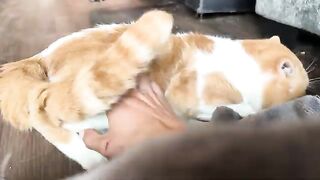 Takes a pet. Some problem