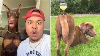 Funny dogs???? complications videos-time for funny???? animals.