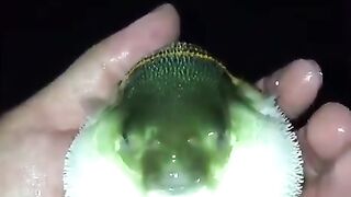 BU QANAQA BALIQ KIM BILADI