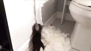 Kompilasi video cat cute
