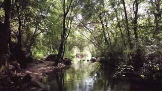 The Interconnected Beauty of Forest and Water