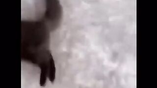 Cat and dog viral playing at home