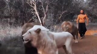 Lion Vs Man Attitude video | subscribe