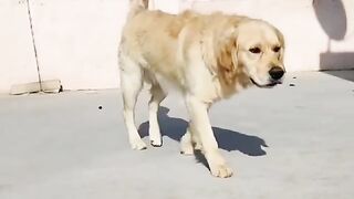 Hot dog video