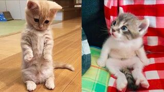 Baby cats????-cute and funny???? cats videos complications