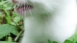 Cute little cat #viral #short