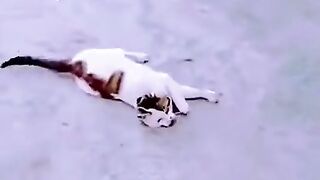 Funny dog and cat