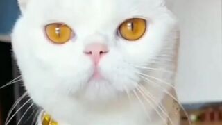 Don cat