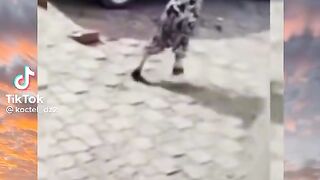 Смешные моменты