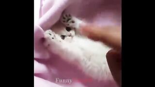 Funniest Cats Animals 2023 ???? Funniest Cats and Dogs ????????  M For Meow