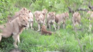 Lions Leopard Vedio Animal