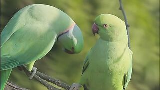 Cute parrot