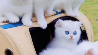 Cats love