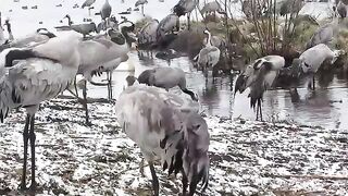 Crane Birds beautiful vedio