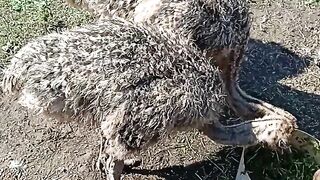 Hungry funny new born Baby bird's eating