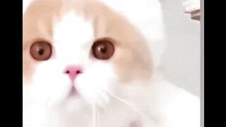 Funny Cat Video