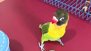 Lovebird